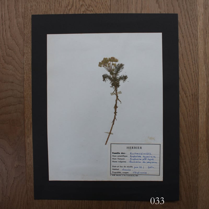 植物標本 vol.4 | antiques miyawaki modern