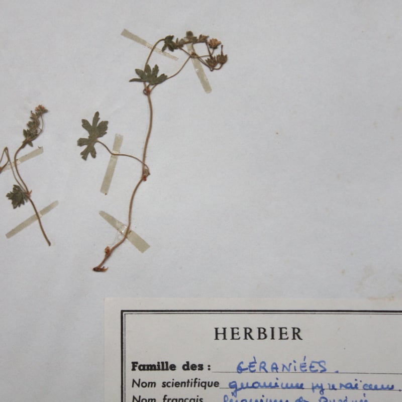 errer 根っこ付き水草 筆記体タグ付き 植物標本 アンティーク 樹脂標本