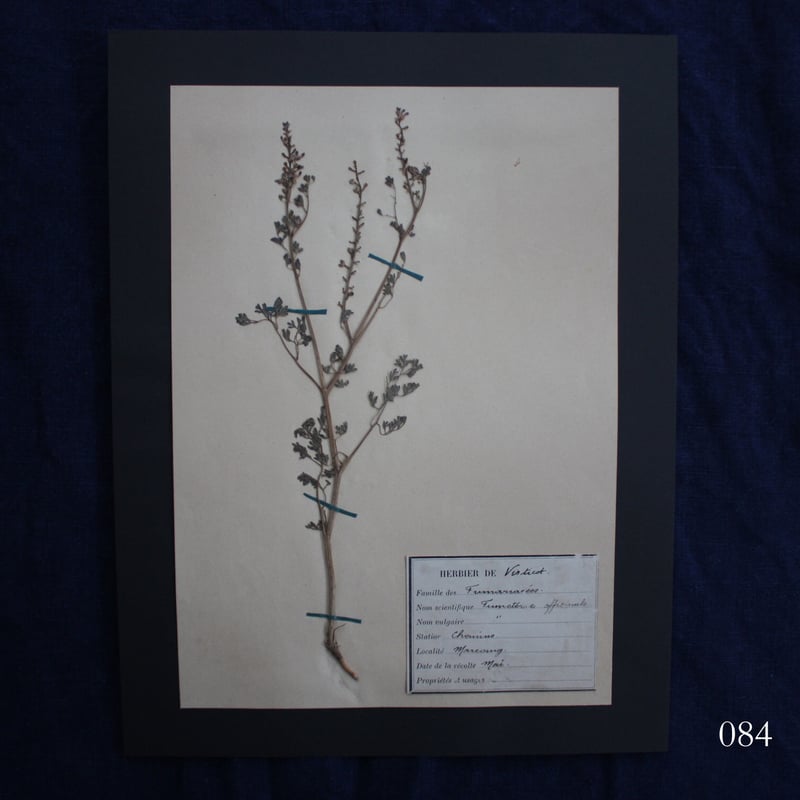植物標本 vol.10 | antiques miyawaki modern
