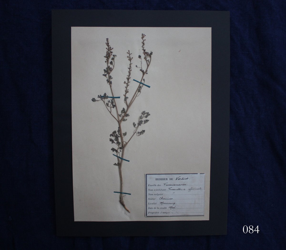 errer シルクオーガンジー 襟 壁掛け 樹脂標本 筆記体 ディスカウント