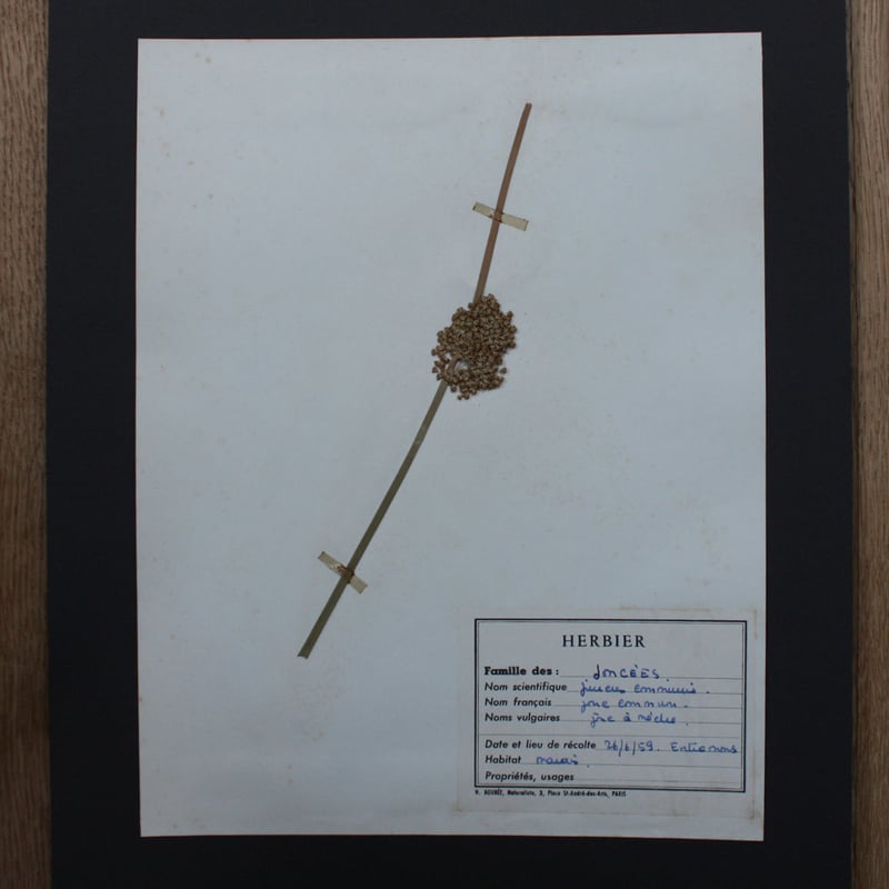 植物標本 vol.3 | antiques miyawaki modern
