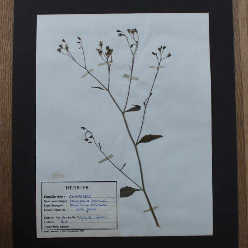 errer 樹脂標本 27種 植物標本 ガラスBOX入り 古道具 アンティーク errer 樹脂標本 27種 植物標本 ガラスBOX入り 古道具 アンティーク