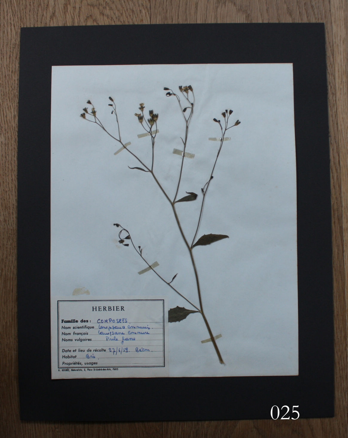 errer 植物学名 樹脂標本 植物標本 筆記体 アンティーク errer 植物学名 樹脂標本 植物標本 筆記体 アンティーク