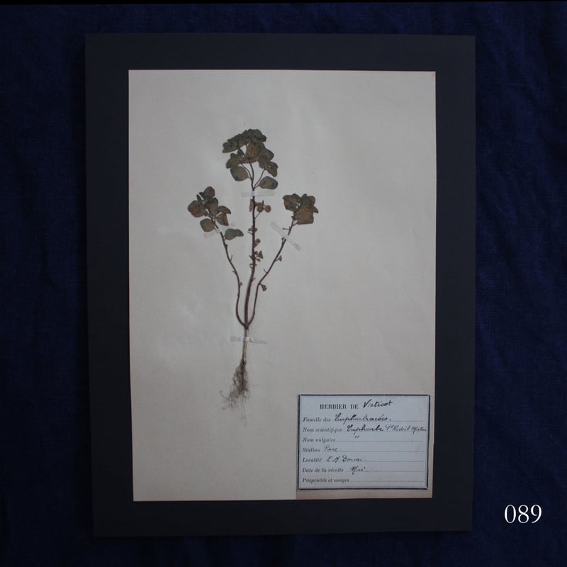 植物標本 vol.10 | antiques miyawaki modern