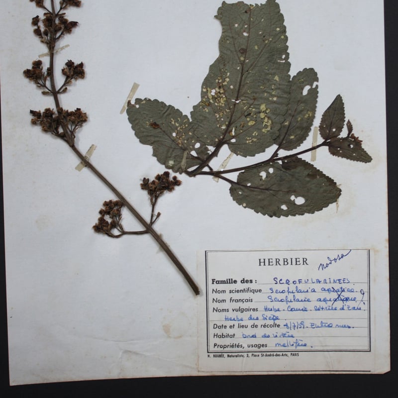 errer 根っこ付き水草 筆記体タグ付き 植物標本 アンティーク 樹脂標本 植物標本 vol.1 | antiques miyawaki modern