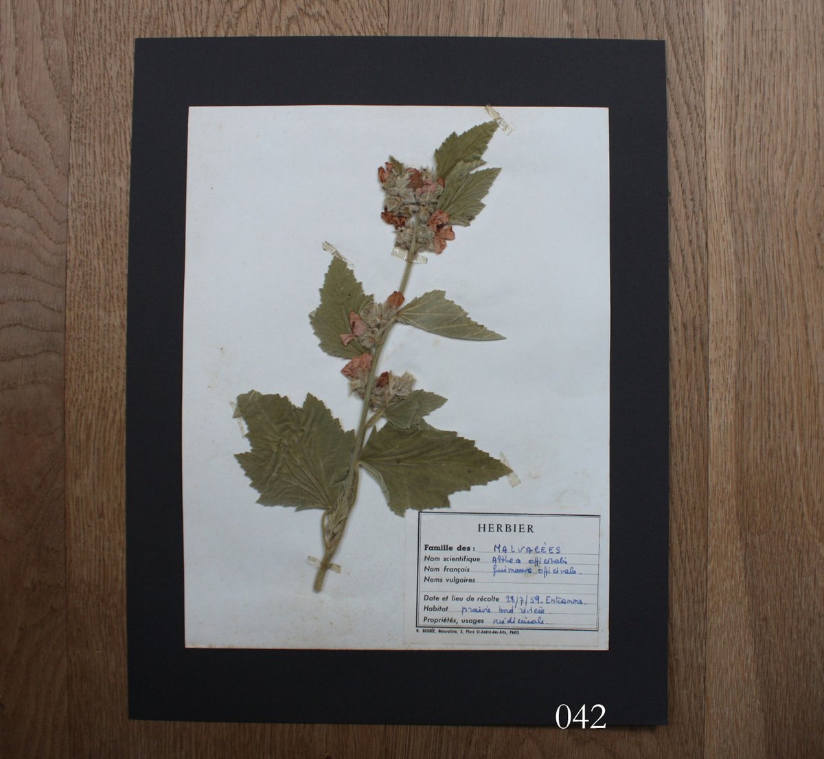 植物標本 vol.5 | antiques miyawaki modern