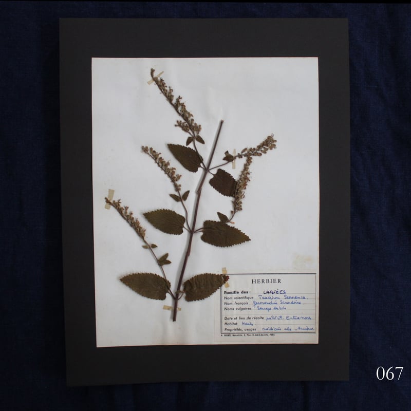 植物標本 vol.8 | antiques miyawaki modern
