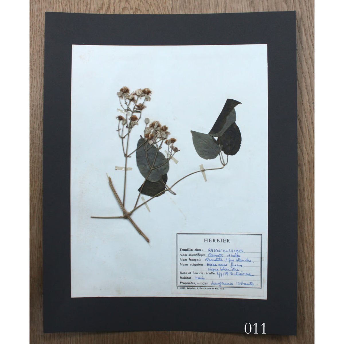 植物標本 vol.2 | antiques miyawaki modern