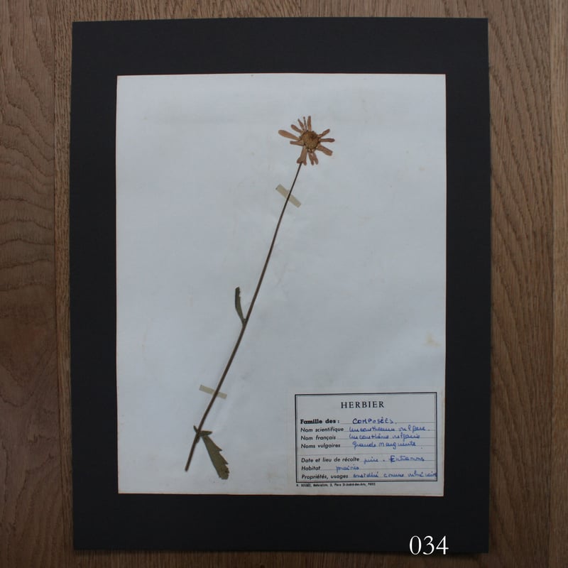 植物標本 vol.4 | antiques miyawaki modern
