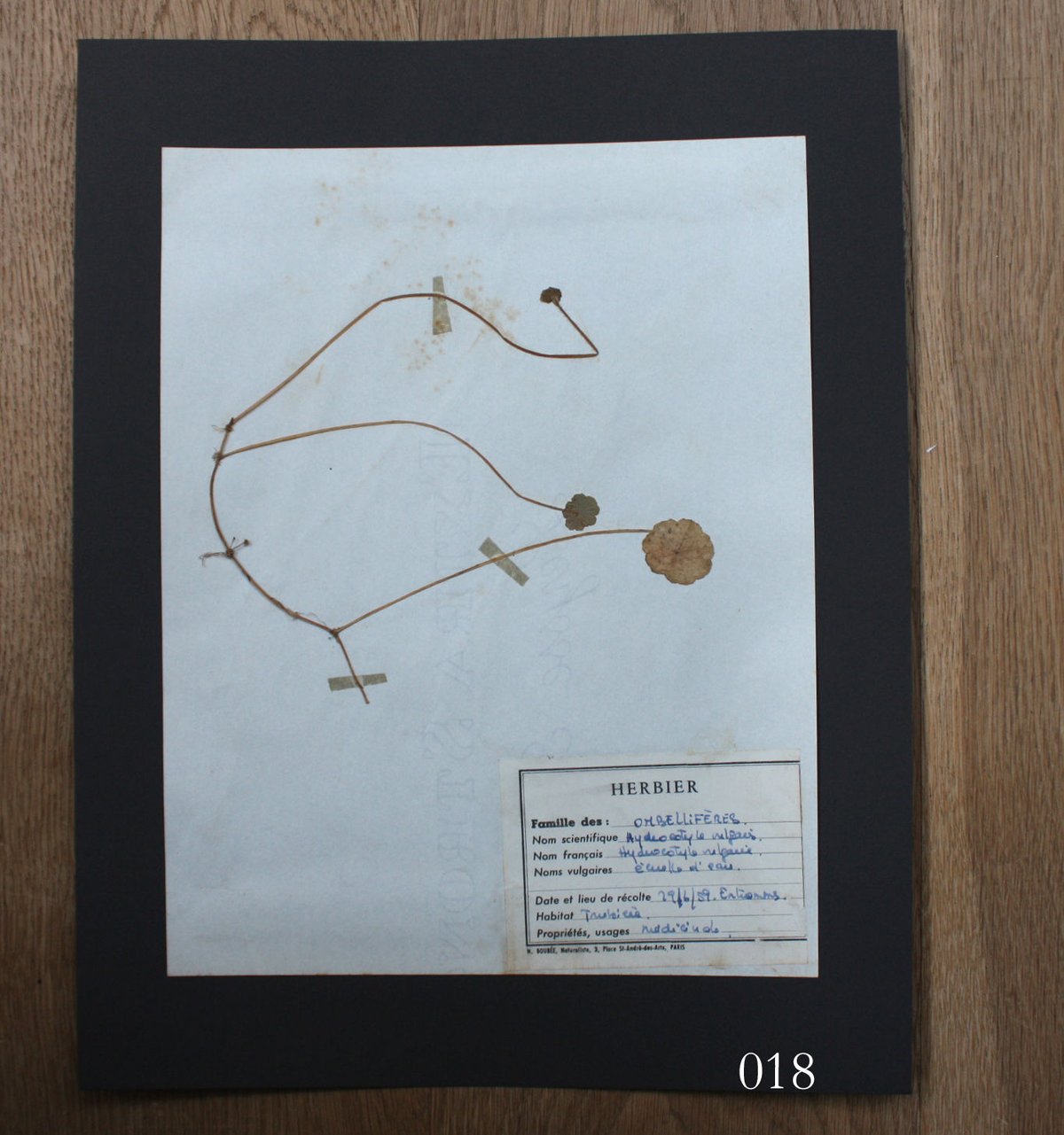 植物標本 vol.2 | antiques miyawaki modern