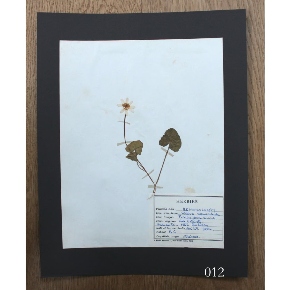 植物標本 vol.2 | antiques miyawaki modern