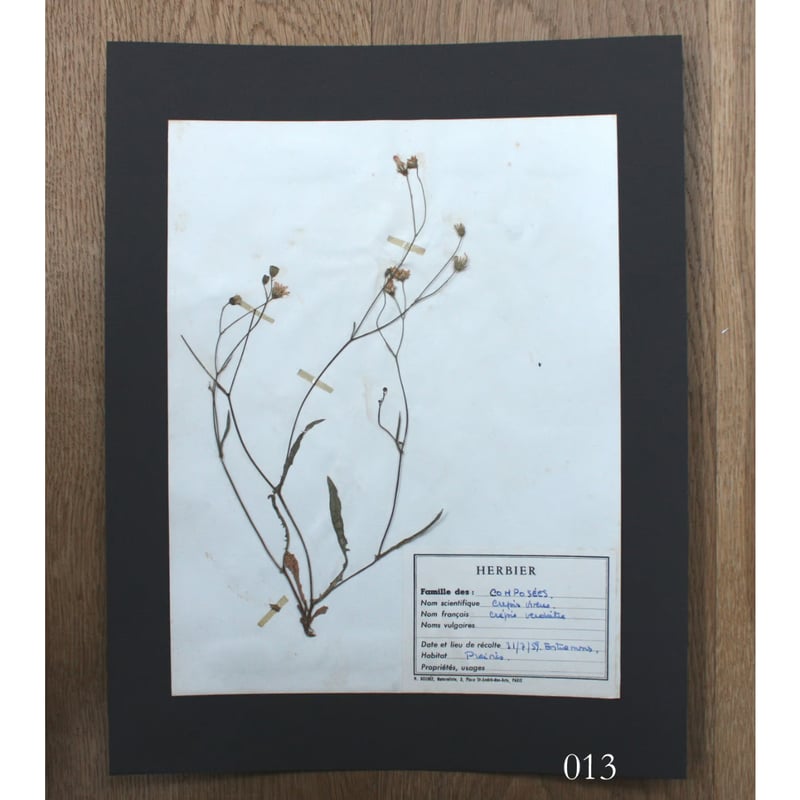 植物標本 vol.2 | antiques miyawaki modern