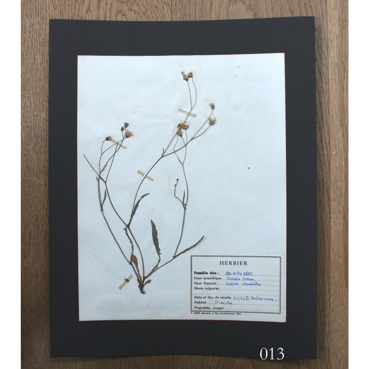 植物標本 vol.2 | antiques miyawaki modern