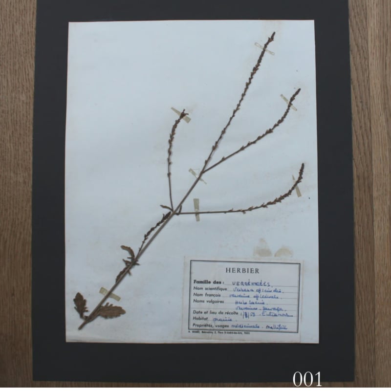 errer 葉脈 筆記体 植物標本 アンティーク 樹脂標本 errer 葉脈 筆記体 植物標本 アンティーク 樹脂標本