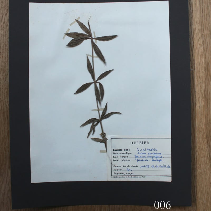 植物標本 vol.1 | antiques miyawaki modern