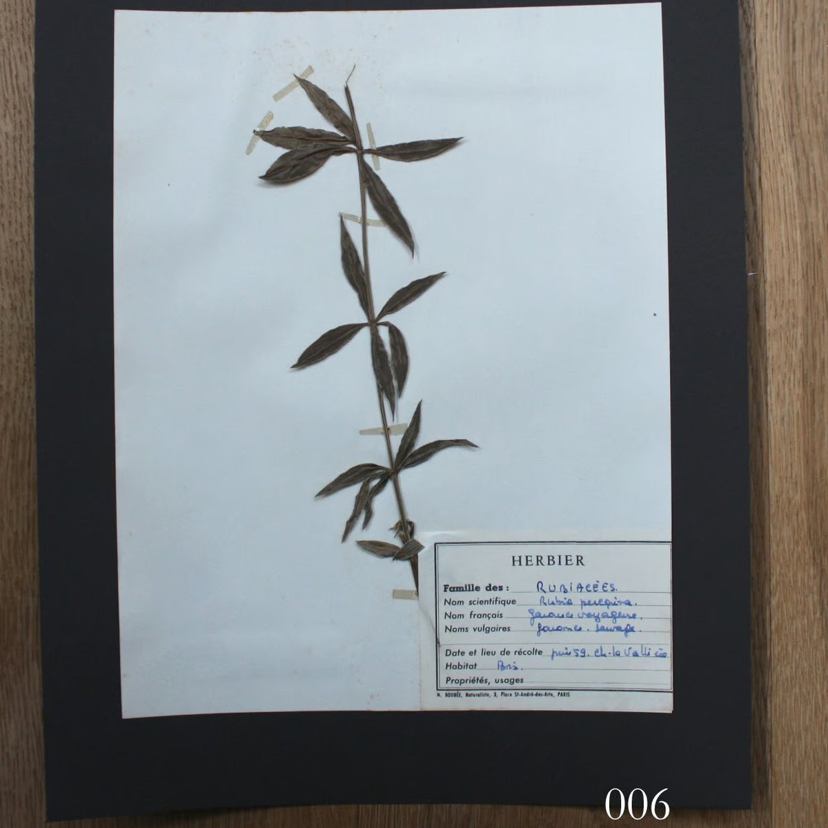 植物標本 vol.1 | antiques miyawaki modern 植物標本 vol.1 | antiques miyawaki modern