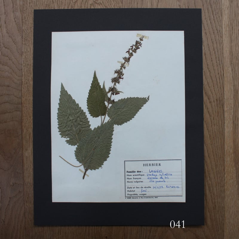 植物標本 vol.5 | antiques miyawaki modern