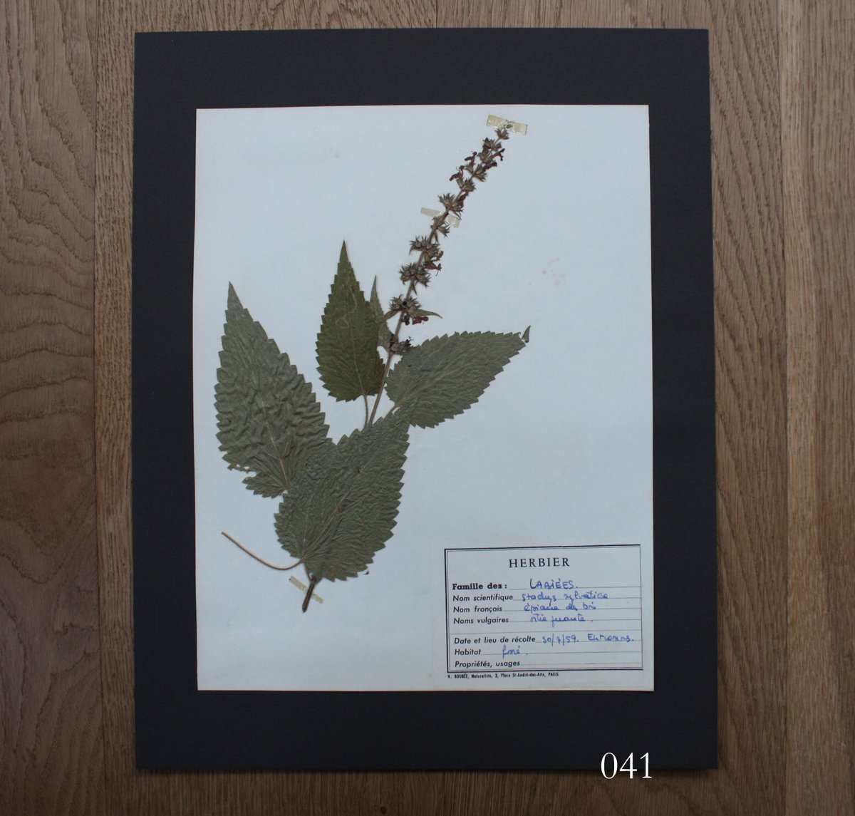 植物標本 vol.5 | antiques miyawaki modern