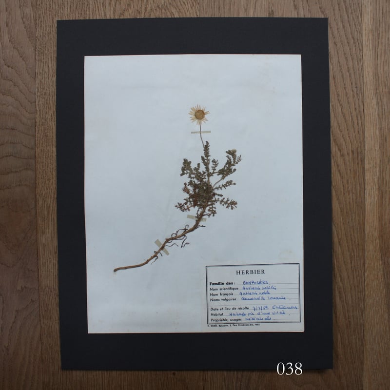 植物標本 vol.5 | antiques miyawaki modern