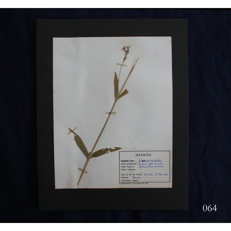 植物標本 vol.8 | antiques miyawaki modern