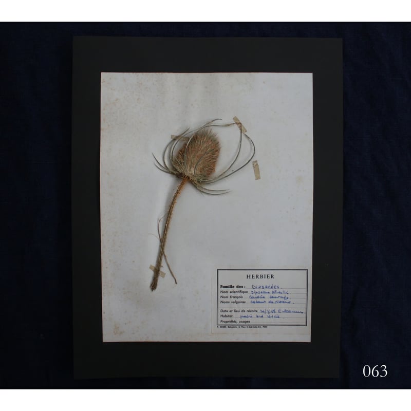 植物標本 vol.8 | antiques miyawaki modern