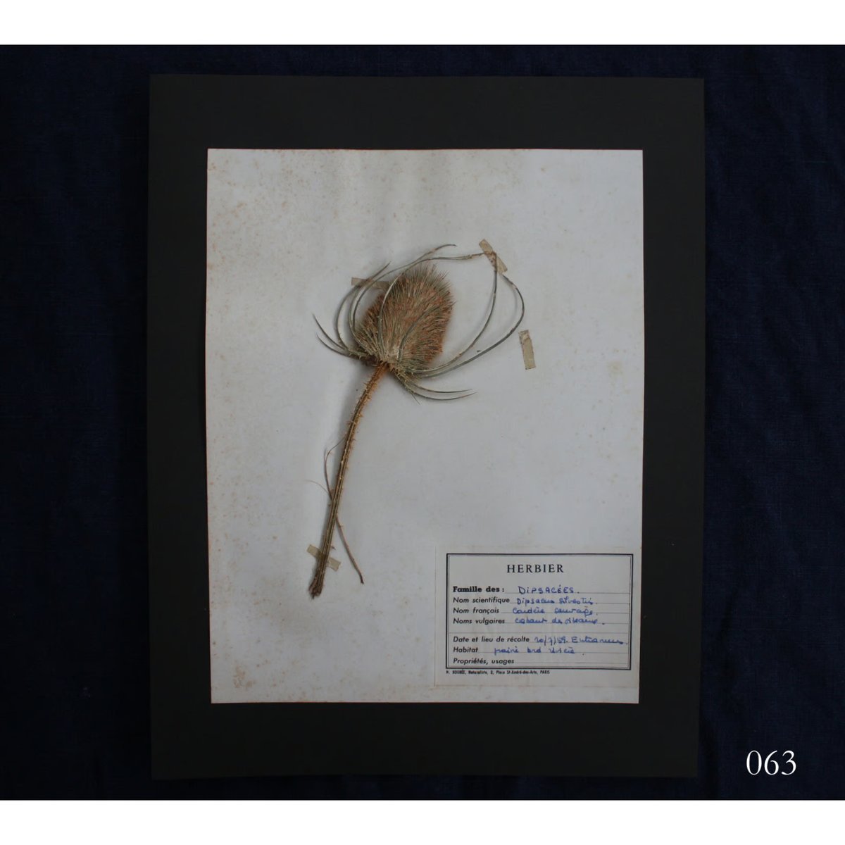 植物標本 vol.8 | antiques miyawaki modern