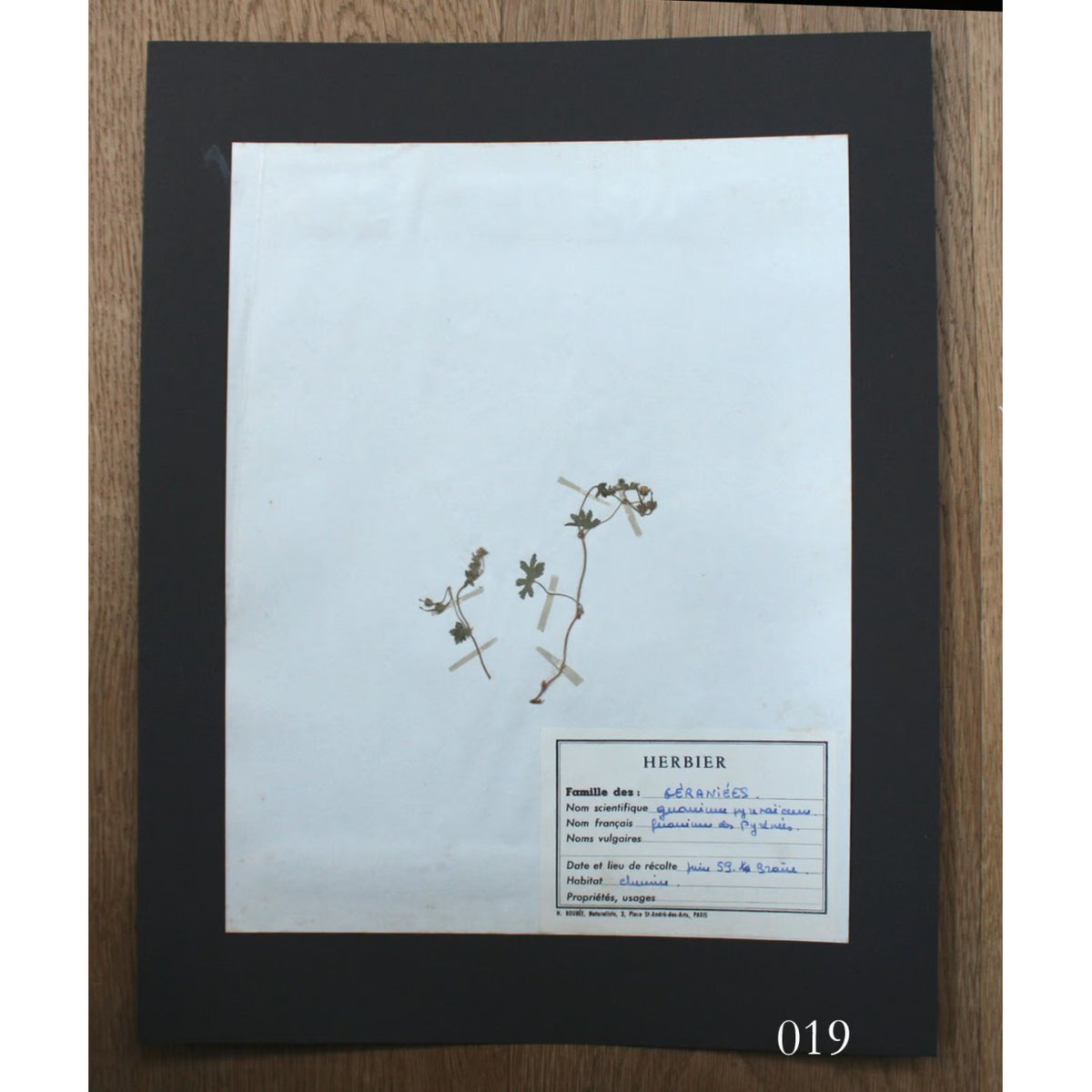 errer 根っこ付き水草 筆記体 植物標本 アンティーク 樹脂標本 Amazon.co.jp: errer 根っこ付き水草 筆記体 植物標本