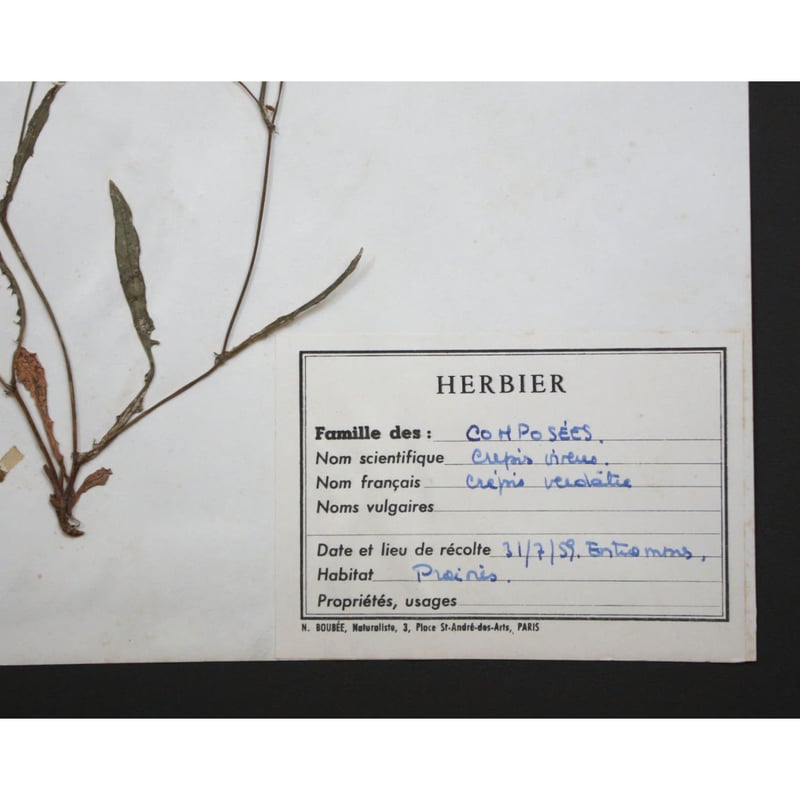 植物標本 vol.2 | antiques miyawaki modern