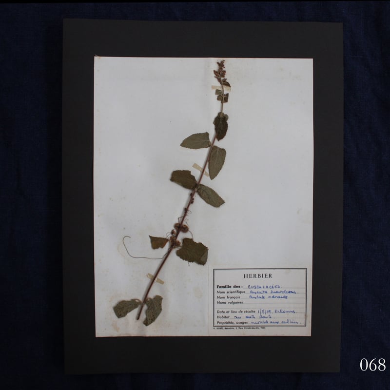 植物標本 vol.8 | antiques miyawaki modern
