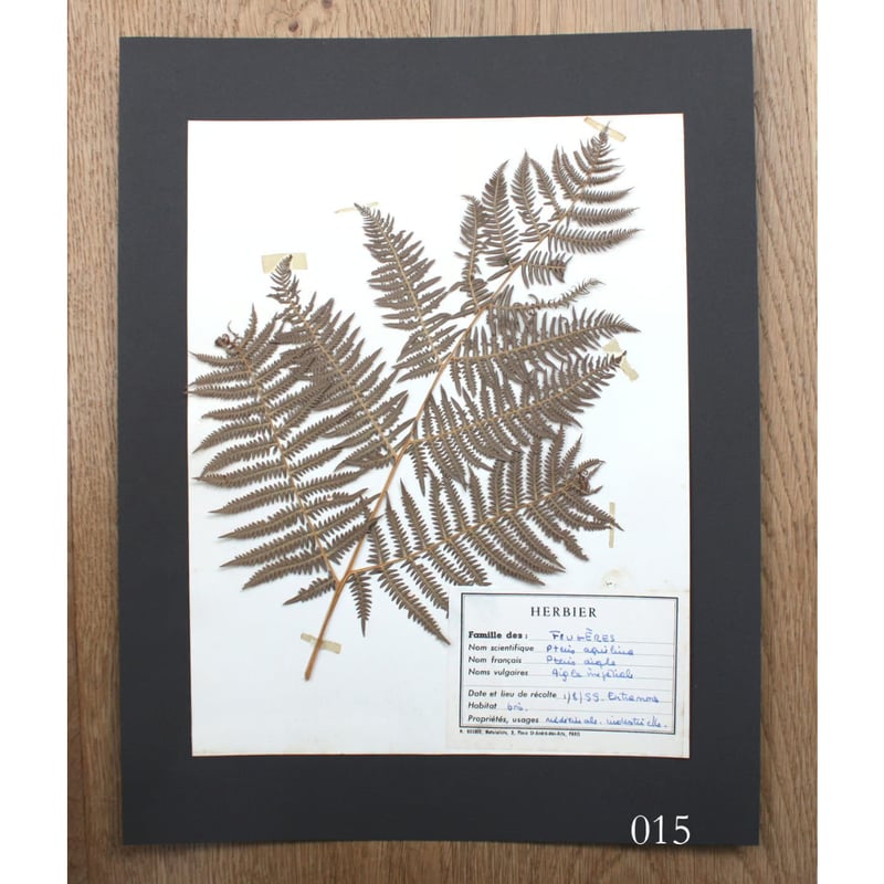 植物標本 vol.2 | antiques miyawaki modern