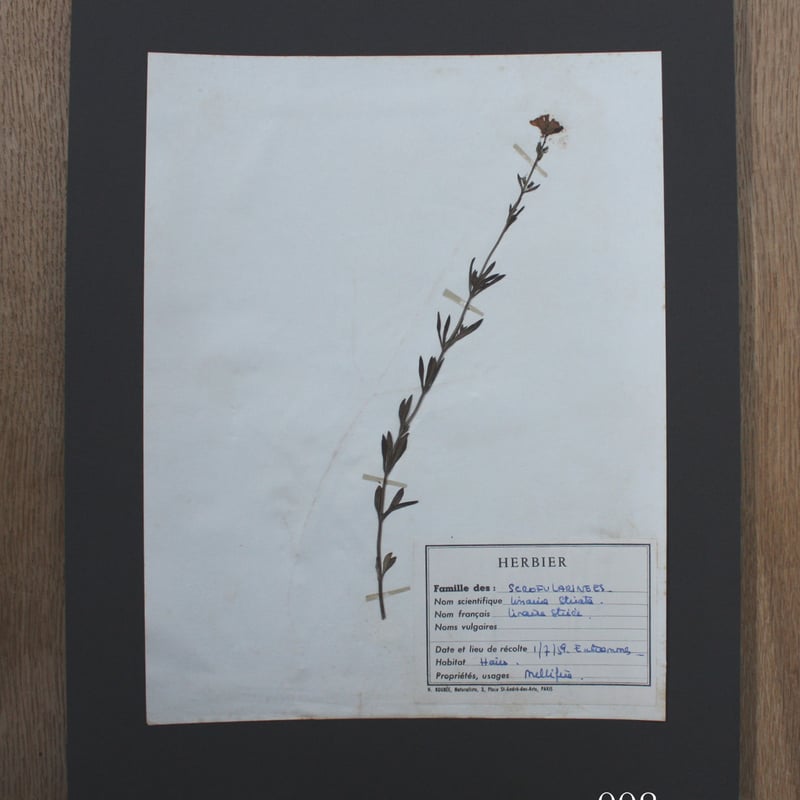 植物標本 vol.1 | antiques miyawaki modern