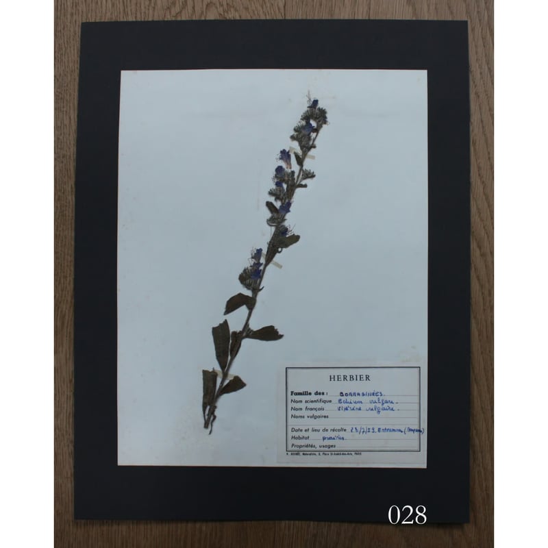 植物標本 vol.4 | antiques miyawaki modern