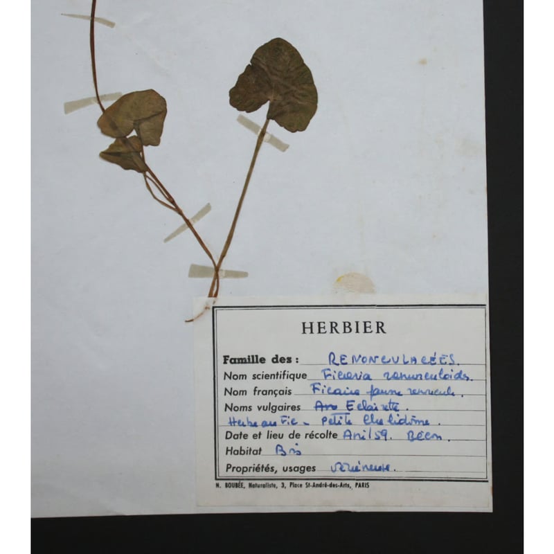 植物標本 vol.2 | antiques miyawaki modern