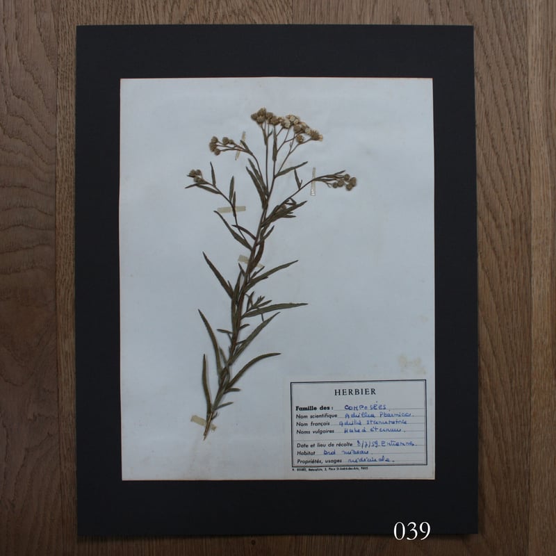 植物標本 vol.5 | antiques miyawaki modern