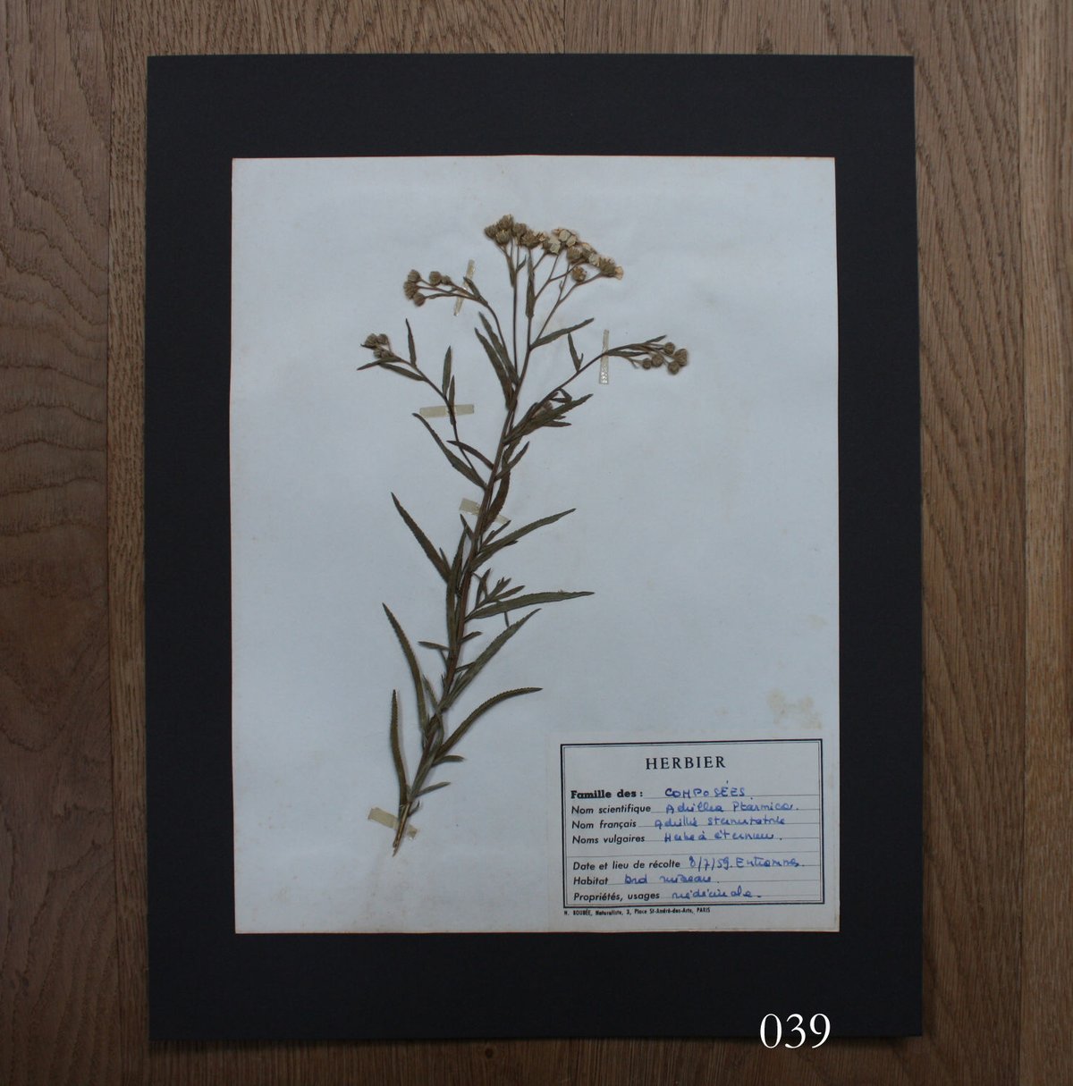 植物標本 vol.5 | antiques miyawaki modern