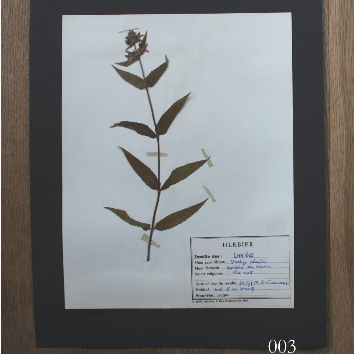 植物標本 vol.1 | antiques miyawaki modern 植物標本 vol.1 | antiques miyawaki modern