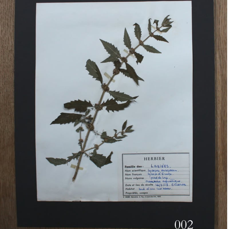 植物標本 vol.1 | antiques miyawaki modern