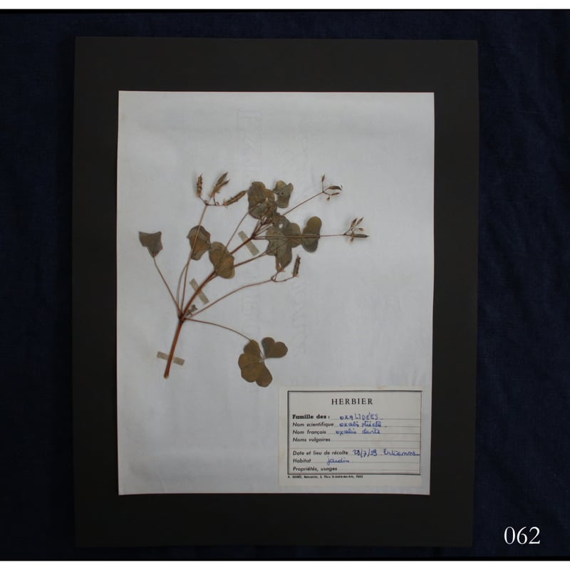 植物標本 vol.8 | antiques miyawaki modern