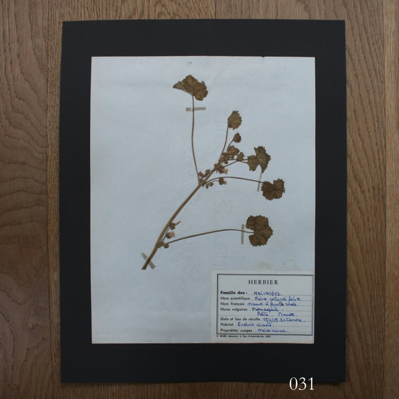 植物標本 vol.4 | antiques miyawaki modern