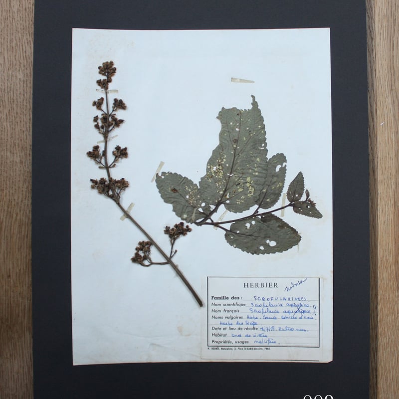 errer ガラスプレート 植物標本 筆記体 アンティーク 樹脂標本 植物標本 vol.1 | antiques miyawaki modern