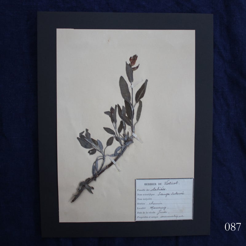 植物標本 vol.10 | antiques miyawaki modern
