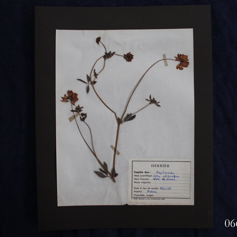 植物標本 vol.8 | antiques miyawaki modern