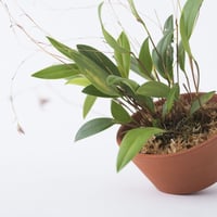 PLACERWORKSHOP ORCHID POT (M)