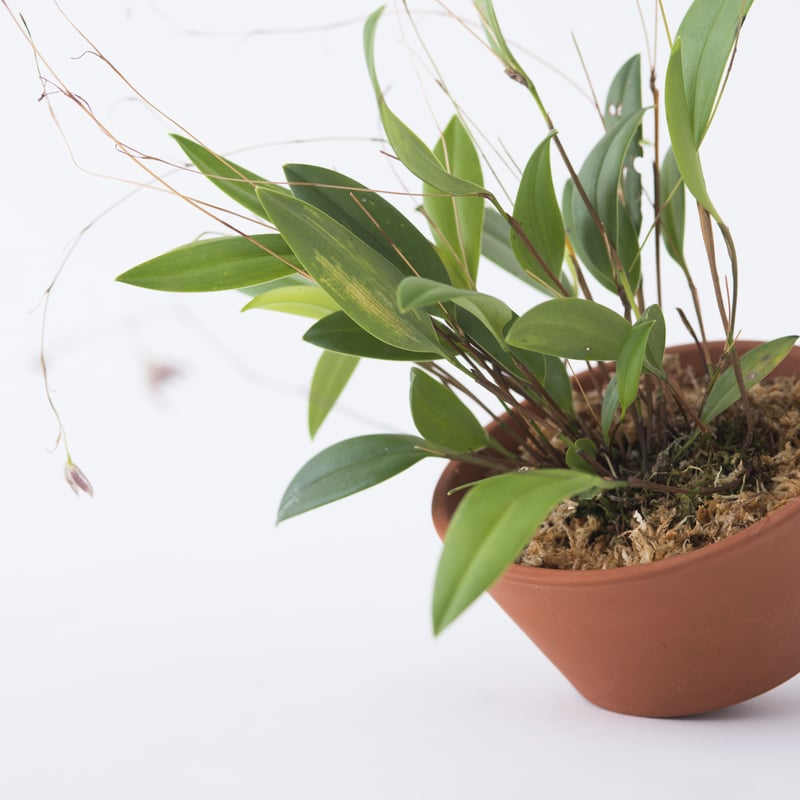 PLACERWORKSHOP ORCHID POT (M) | placer-workshop