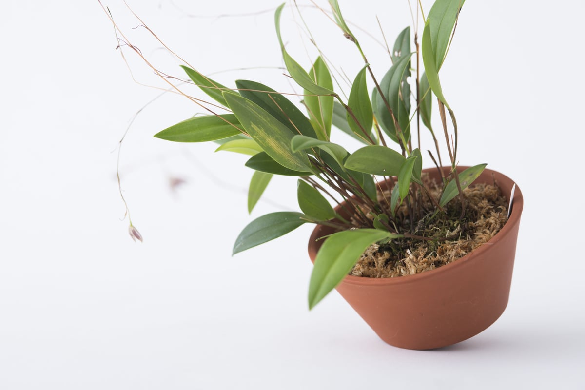 PLACERWORKSHOP ORCHID POT (M) | placer-workshop