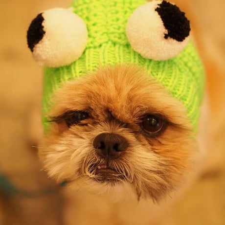 犬のコスチューム（カエルちゃん）