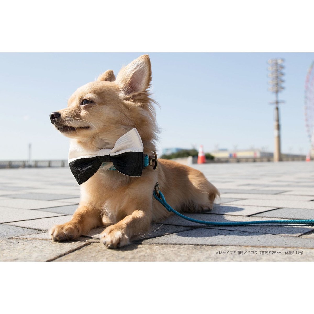 蝶と犬 犬用 アクセサリー 蝶ネクタイ エナメル Night1 Pets ナイトワンペッツ