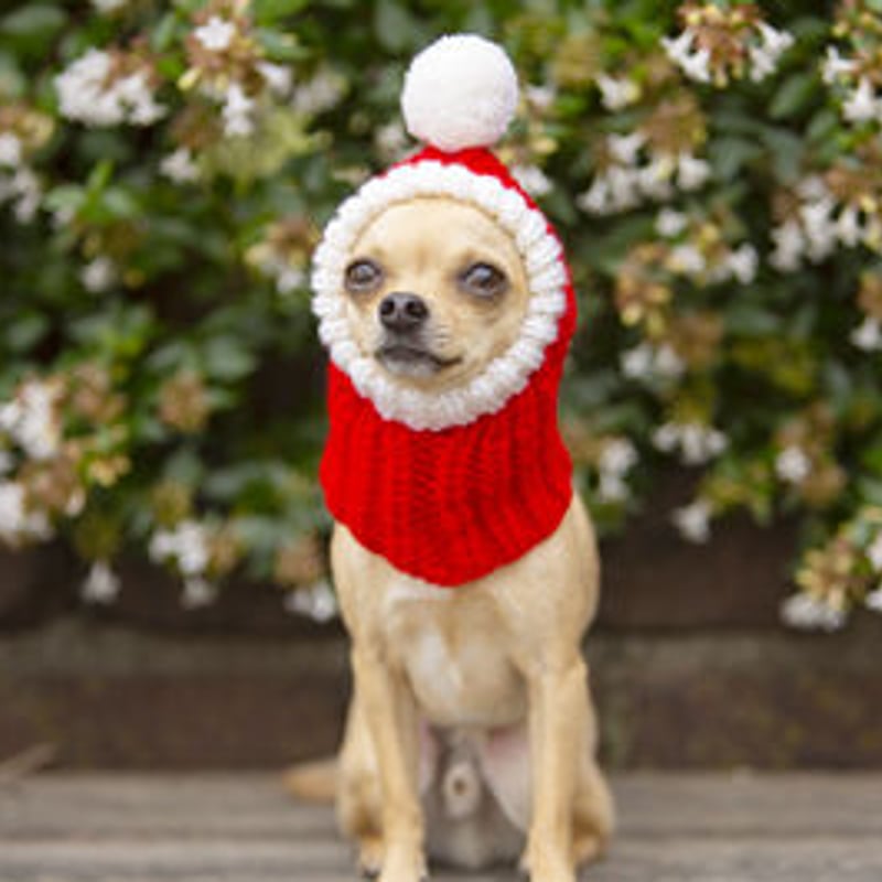 大きめサイズ 大好評♪ 手編み□ 犬 スヌード □ ボストンテリア ニット帽