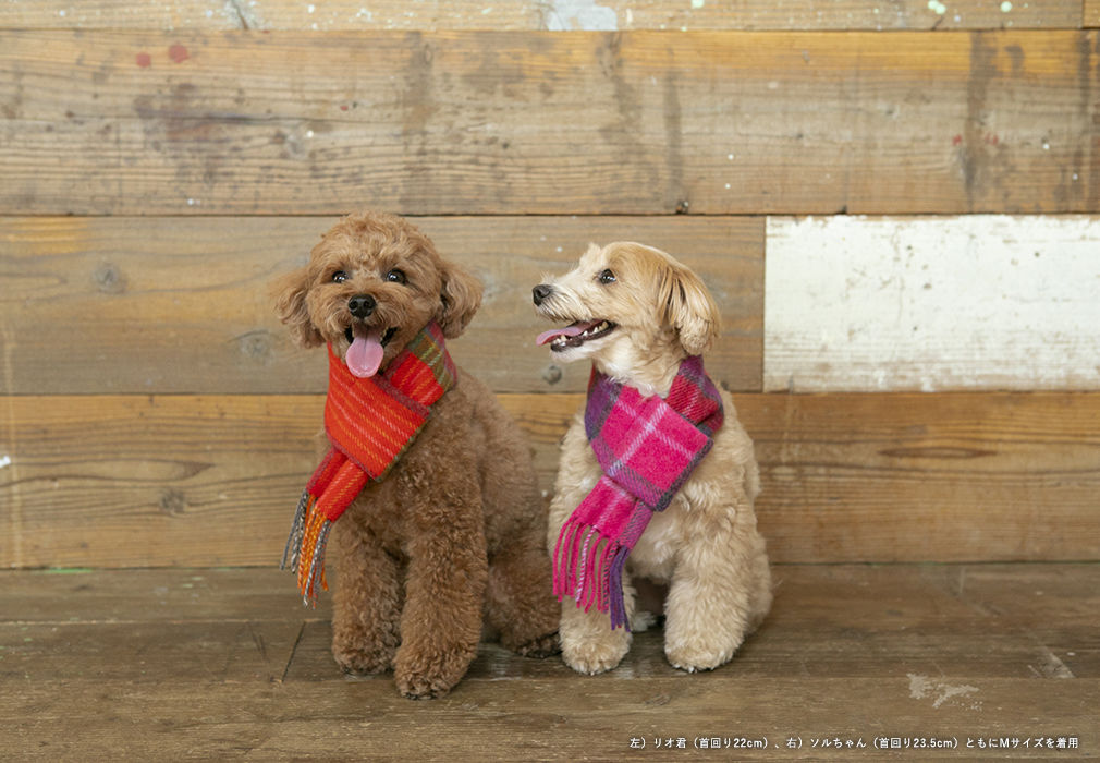 犬用 名前入り マフラー 刺繍マフラー わんちゃんの名前の刺繍入り(犬のマフラー) | 大阪