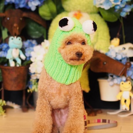 犬のコスチューム（カエルちゃん）